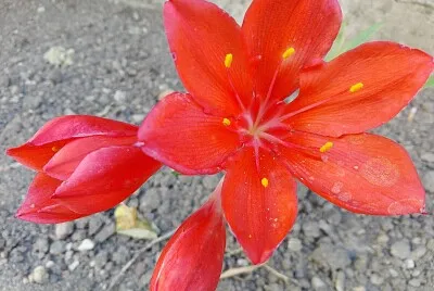 פאזל של FLOWERS