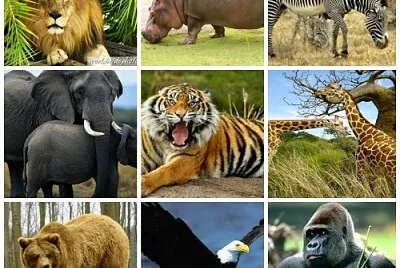 animales