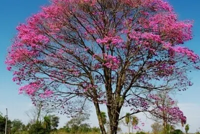 Lapacho