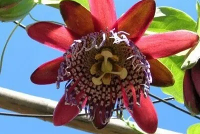 Flor