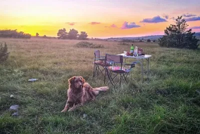 Chien jigsaw puzzle