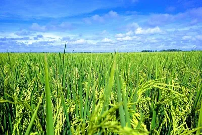 Granja de Arroz