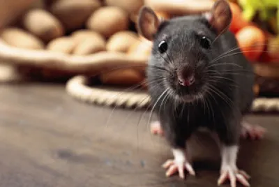 Rato