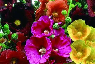 花漾