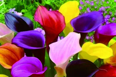 פאזל של 花漾