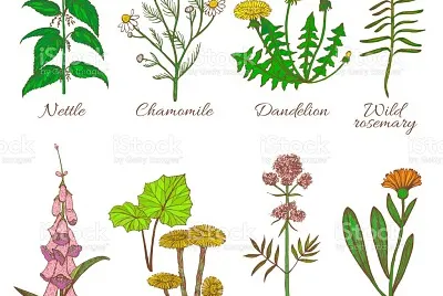 plantas