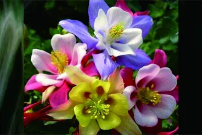 פאזל של 花漾