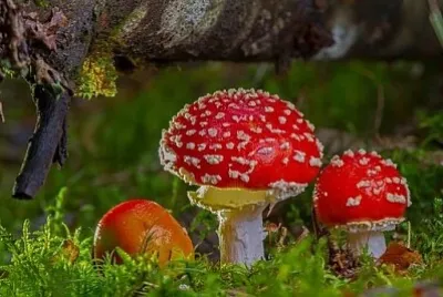 Foto jigsaw puzzle