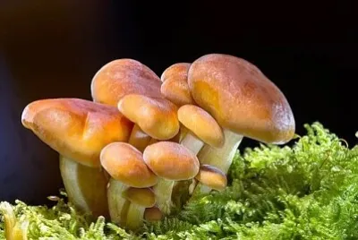 Foto jigsaw puzzle