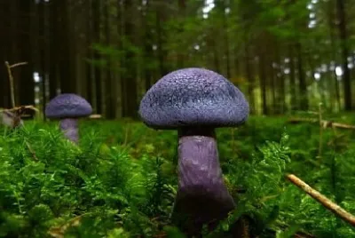 Foto