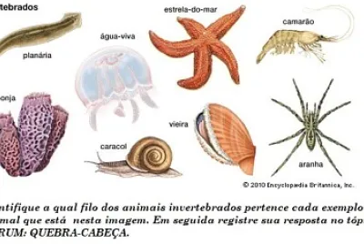 פאזל של Animais invertebrados 7º ano