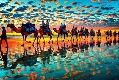 Camellos