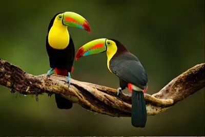 Foto jigsaw puzzle