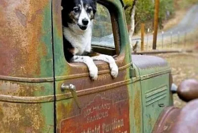 perro