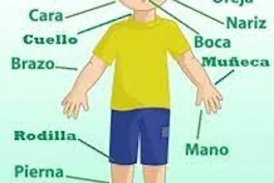 Partes del cuerpo