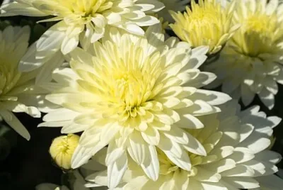 Foto jigsaw puzzle