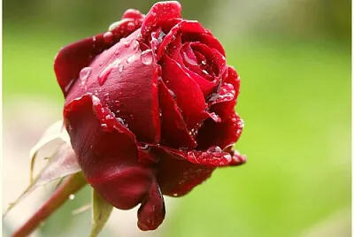 ROSAS