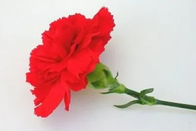 FIOFINHO