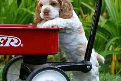 פאזל של perro