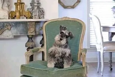 perro