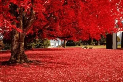 Foto jigsaw puzzle