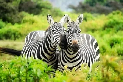 Foto jigsaw puzzle