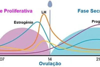 Fases do Ciclo Menstrual