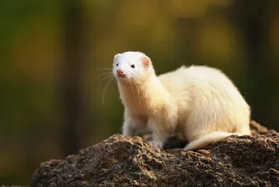 animal pretty