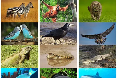 animales herbivoros carnivoros y omnivoross