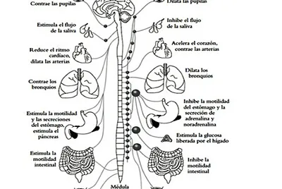 asert