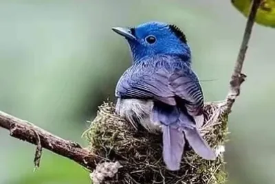 鳥類