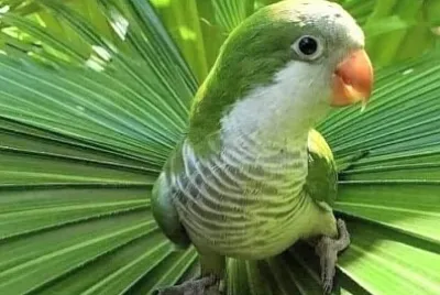 鳥類
