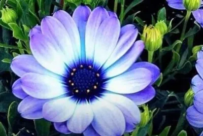 花漾