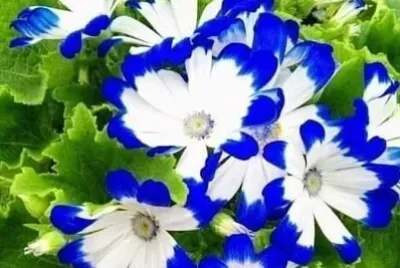 פאזל של 花漾