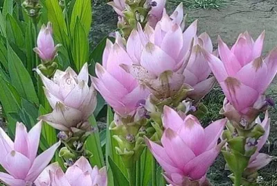 פאזל של 花漾