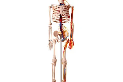 Esqueleto humano 2