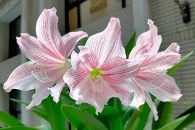 花漾