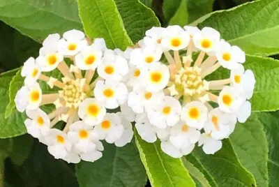 花漾