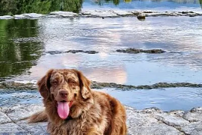 Chien jigsaw puzzle