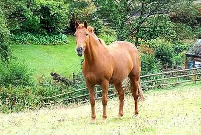 Equus ferus caballus jigsaw puzzle