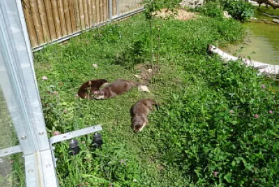 פאזל של Bois du Petit-Chateau CdF