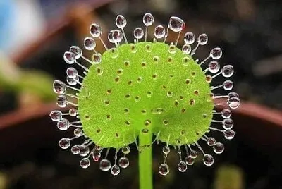 露水滴