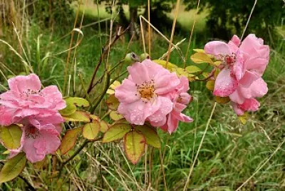 Pink roses