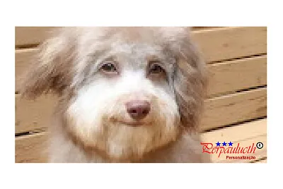 cachorrinha CACAU