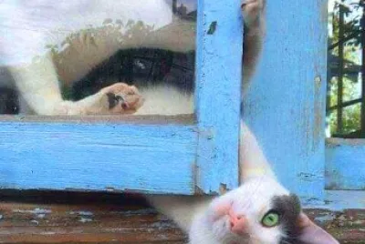 gato