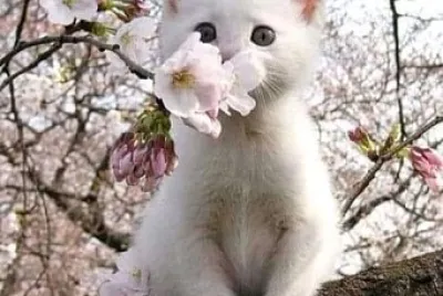 gato