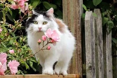 gato