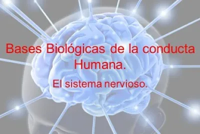 פאזל של sistema nervioso