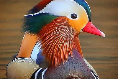 cores