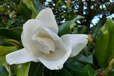 Magnolia for ever...